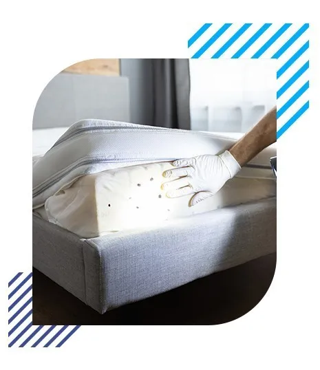 Bed Bugs left feature image