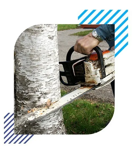 Tree surgery left feature image